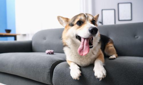 Kollagén kutyáknak - Miért lehet a bőr és az ízületek legjobb szövetségese?